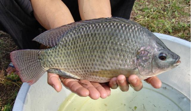 Thị trường cá rô phi cá tra tăng ảnh hưởng giá bán buôn tại Hoa Kỳ