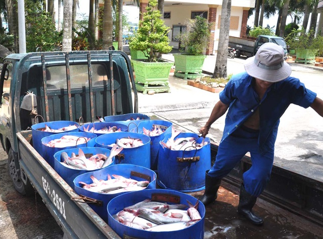 Đồng Tháp 9 tháng đầu năm sản lượng thu hoạch cá tra đạt hơn 442 ngàn tấn