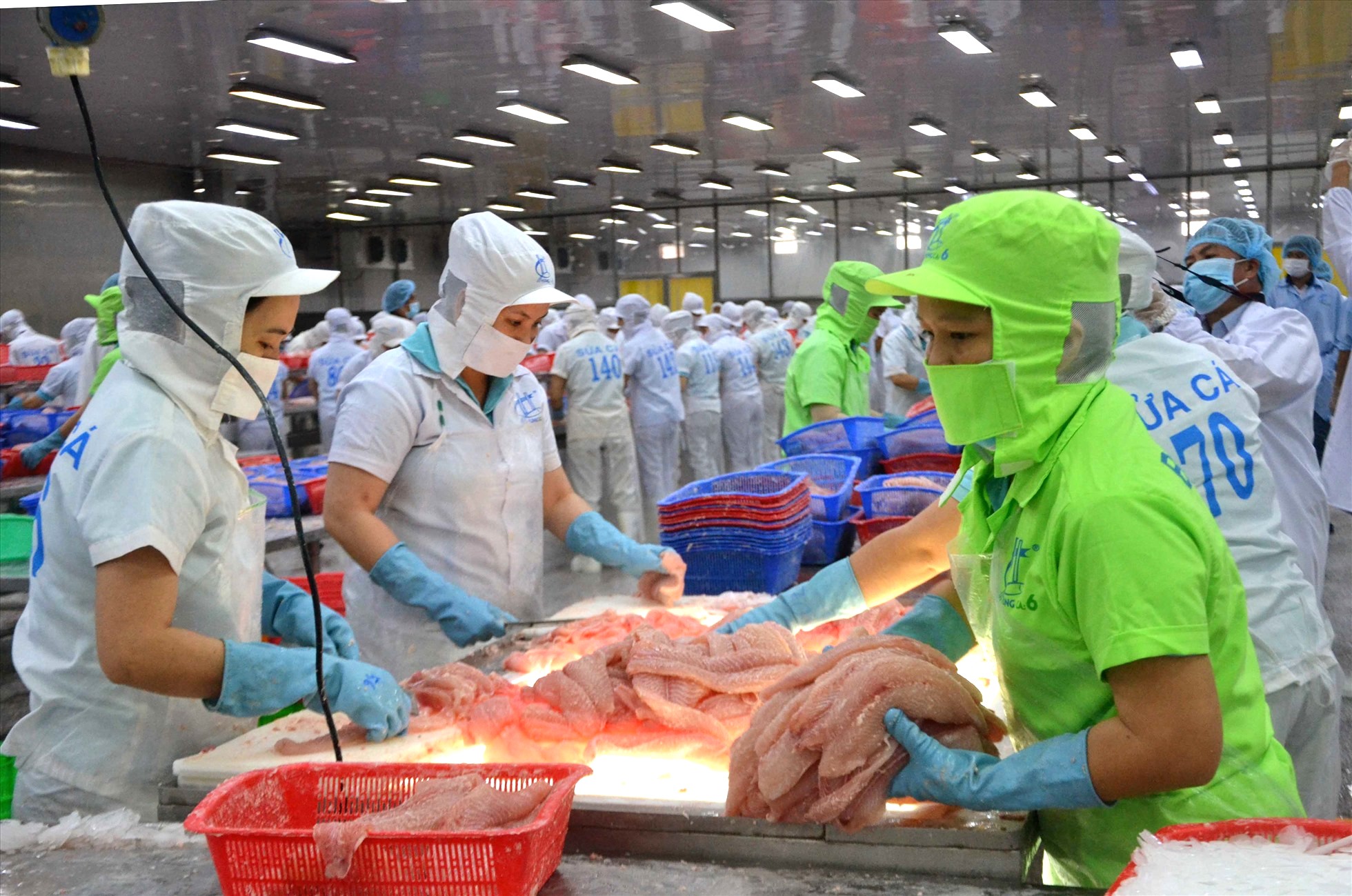 Năm 2025 Cá rô phi và cá tra Việt Nam đều trên đà tăng trưởng mạnh mẽ
