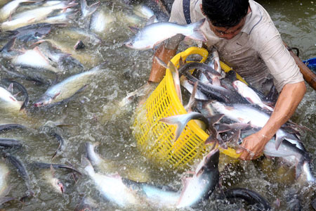 Một số biện pháp phòng bệnh thường gặp trên cá tra nuôi