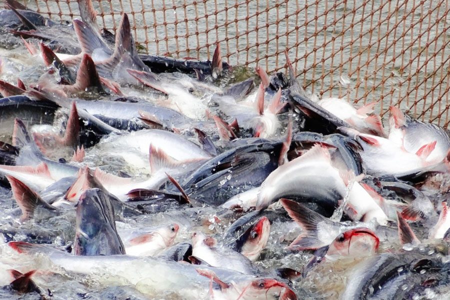 Tổng sản lượng cá tra thu hoạch ước đạt khoảng 167 triệu tấn năm 2024