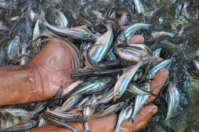 An Giang Tăng lợi nhuận cho người ương giống cá tra
