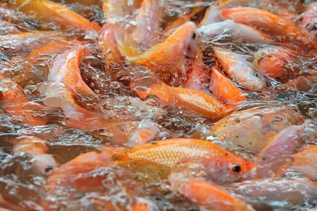 Tiền Giang Giá cá điêu hồng tăng vọt