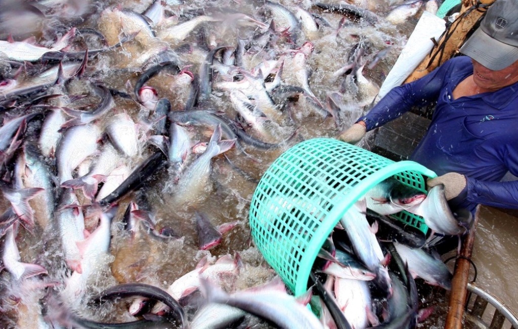 Đồng Tháp Giá cá tra tăng người nuôi có lãi