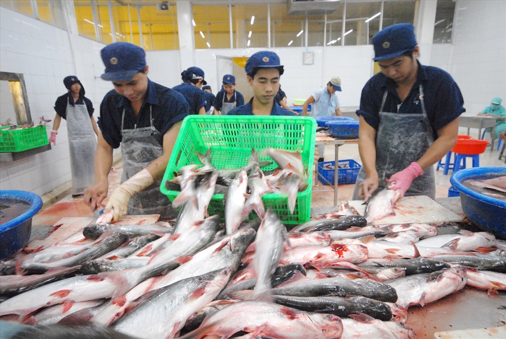 Xuất khẩu cá tra tháng 22025 Nhiều thị trường trọng điểm lấy lại “phong độ”