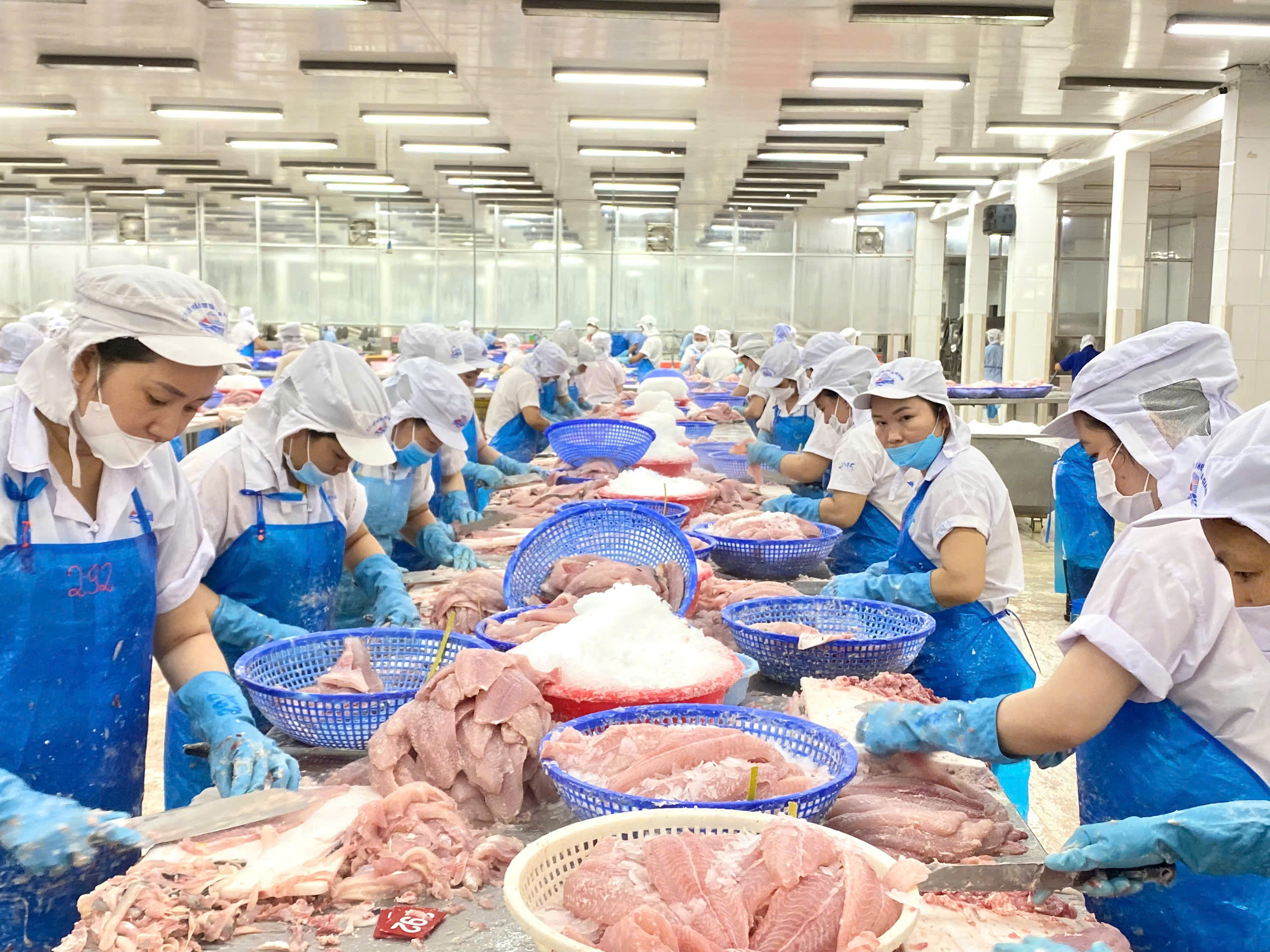 Cá tra Việt Nam trước “bão thuế” từ Mỹ Tăng trưởng ngắn hạn dài hạn còn thách thức