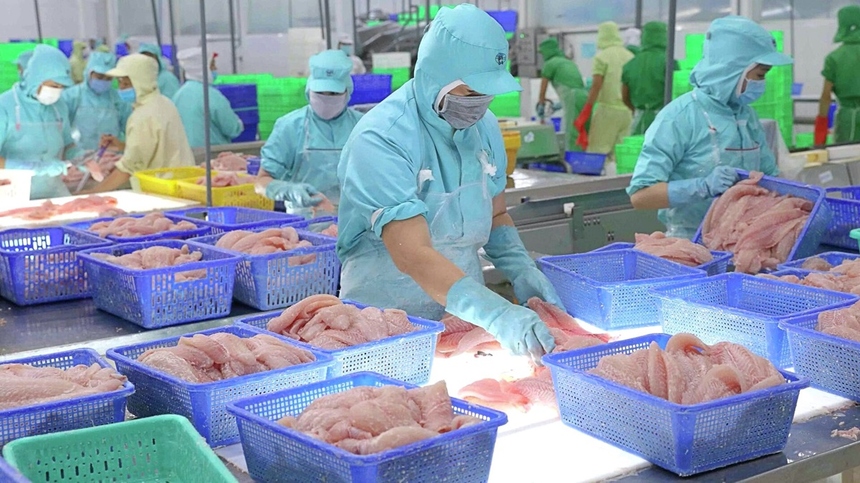 Cá tra mã HS03 từ Việt Nam vươn ra thế giới Những thị trường ngách đầy tiềm năng