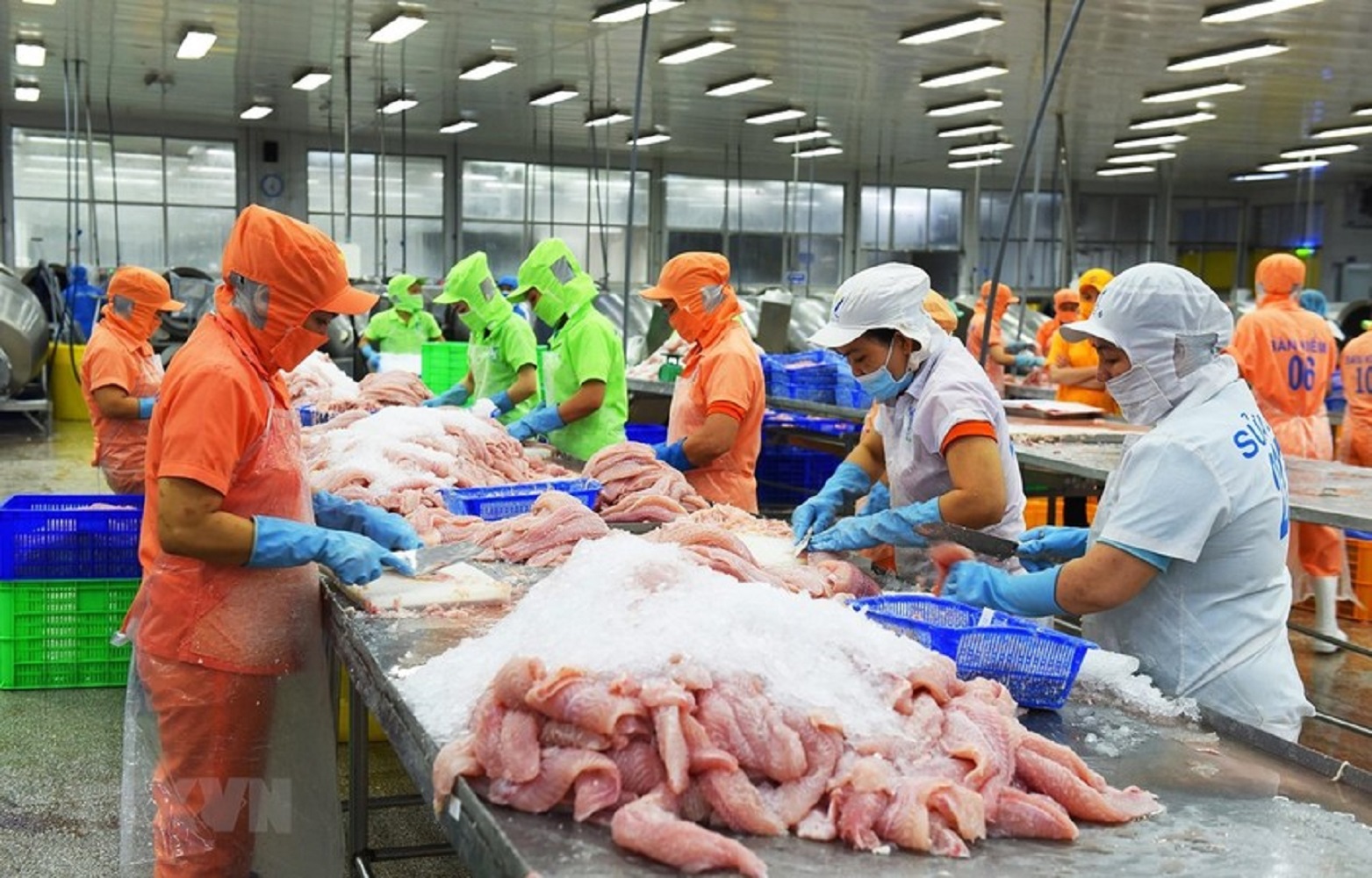 Xu hướng tiêu dùng và FTA thúc đẩy cá tra Việt Nam thâm nhập sâu vào Mercosur