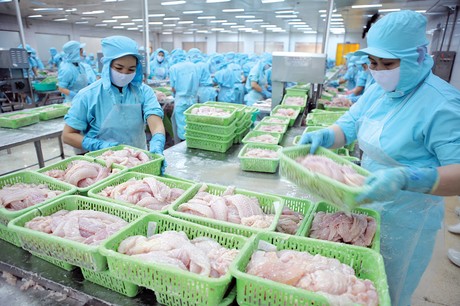 Cá tra Việt Nam Thích nghi để tồn tại và phát triển giữa bất ổn chính sách Mỹ